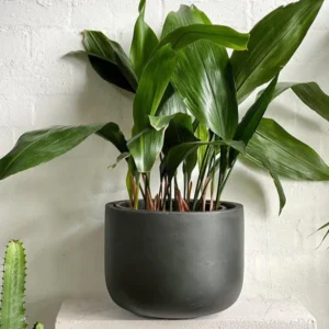 Pet-Safe House Plants: Non-Toxic Choices.