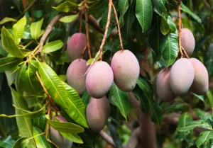 Fruit Trees that Double as Medicinal Powerhouses
