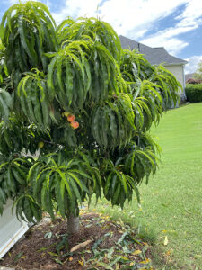 Fruit Trees Suitable For Any Backyard